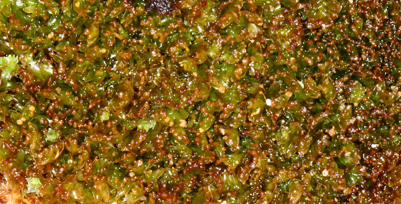 Tritomaria exsectiformis